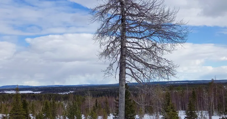 Itsemurhavaarassa olevan henkilön tai itsemurhaa yrittäneen hoito- ja palvelupolku kainuulaisten asukkaiden käyttöön