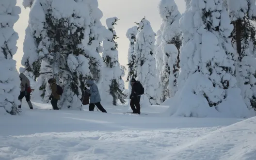 lumikenkäilyä Isosyötteen tykkymetsässä