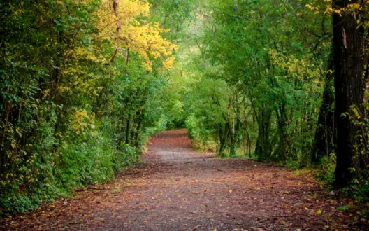 Metsäinen hiekkapolku vihreiden puiden varjossa, kuvituskuva.