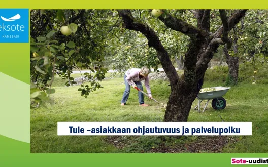 Nainen kerää omenoita puutarhassa, tämäkin on osa arkiliikuntaa