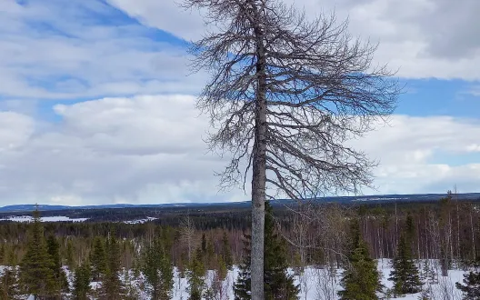 Mukana elämässä Itsemurhien ehkäisy -hanke