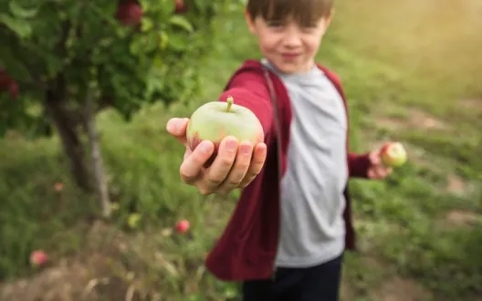 Lapsi ojentaa omenan