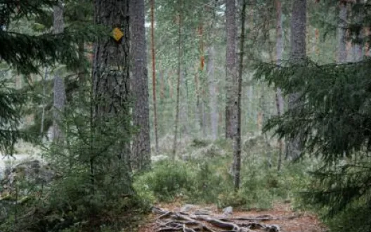 Polku