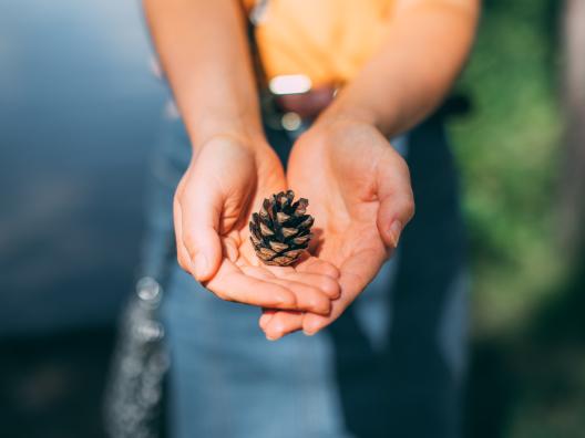 Käpy pideltynä kämmenissä