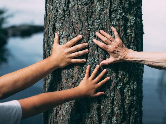 kolme kättä puun runkoa vasten