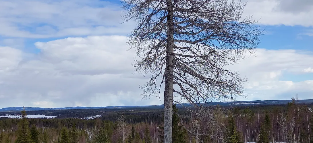 Itsemurhavaarassa olevan henkilön tai itsemurhaa yrittäneen hoito- ja palvelupolku kainuulaisten asukkaiden käyttöön