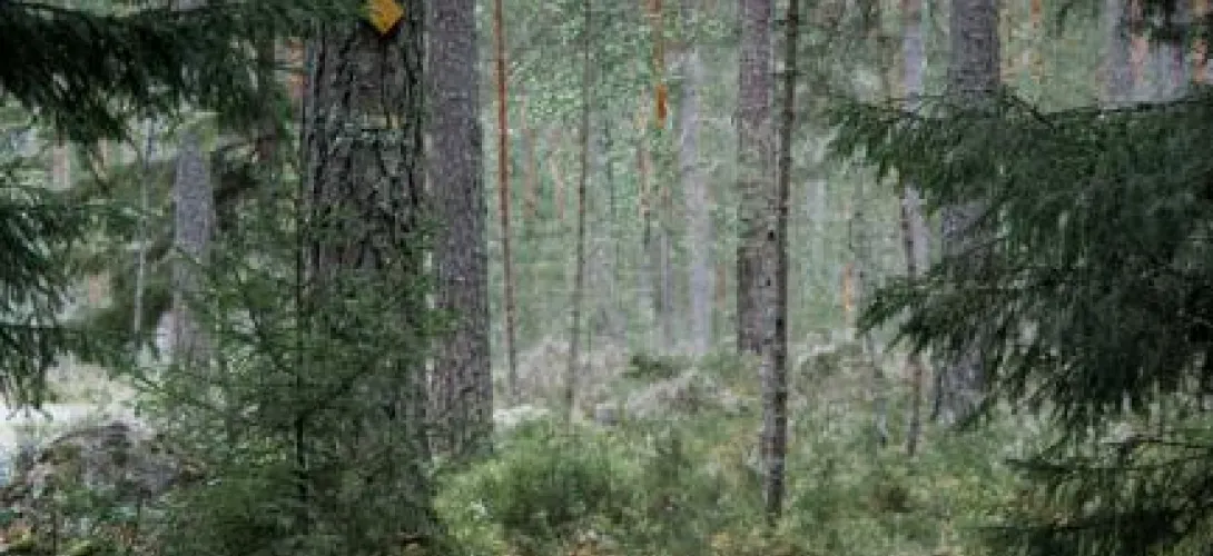 Työttömien terveystarkastusten kehittäminen, Pohjois-Savon HVA (RRP, P3)