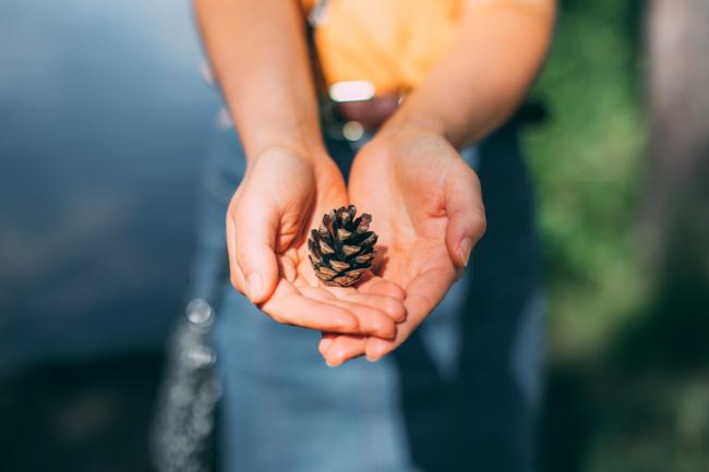 Käpy pideltynä kämmenissä